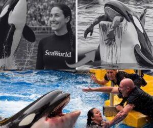 Jessica Dolphin Accident